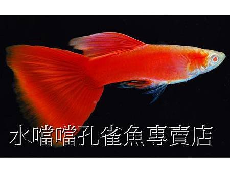 水噹噹孔雀魚001.jpg