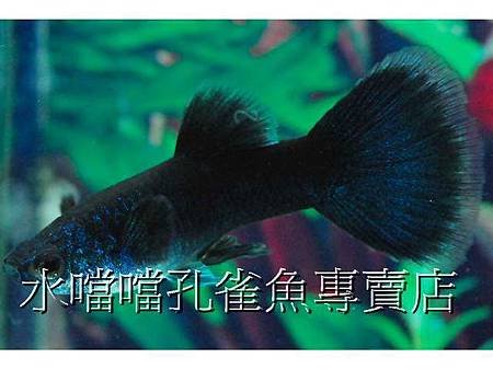 水噹噹孔雀魚001.jpg