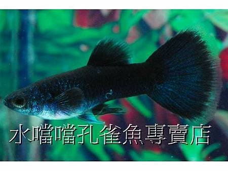 水噹噹孔雀魚002.jpg