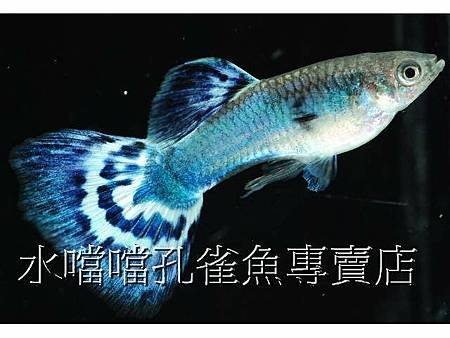 水噹噹孔雀魚002.jpg