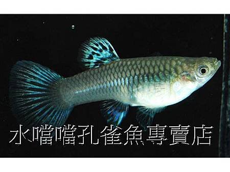 水噹噹孔雀魚003.jpg