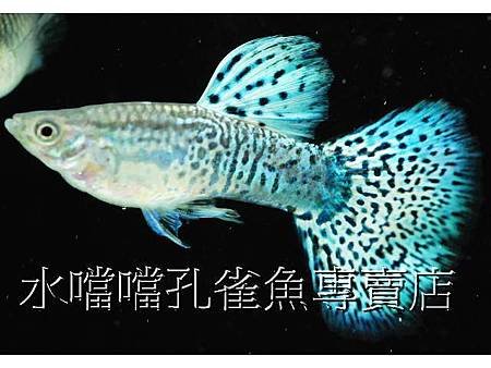 水噹噹孔雀魚001.jpg