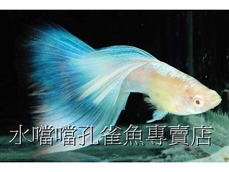 水噹噹孔雀魚004.jpg