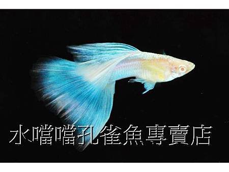 水噹噹孔雀魚001.jpg