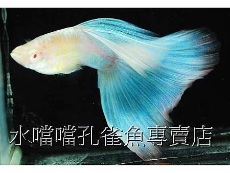 水噹噹孔雀魚005.jpg