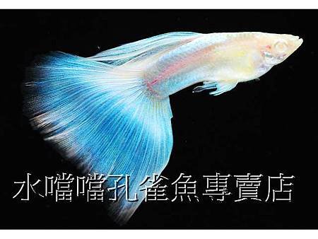 水噹噹孔雀魚003.jpg