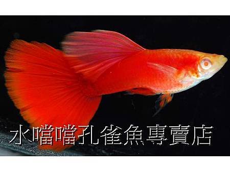 水噹噹孔雀魚002.jpg