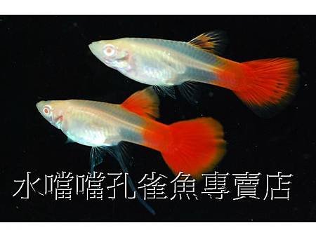 水噹噹孔雀魚003