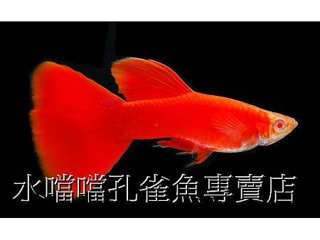 水噹噹孔雀魚002