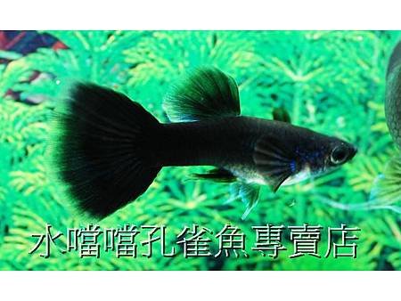 水噹噹孔雀魚專賣店001