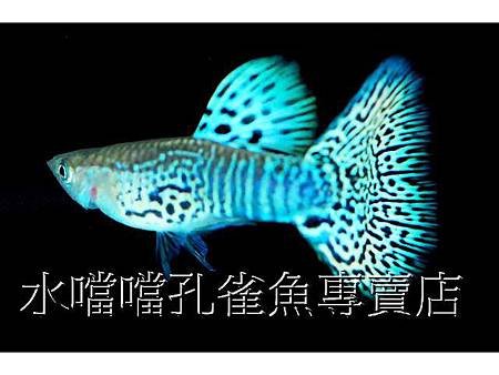 水噹噹孔雀魚001