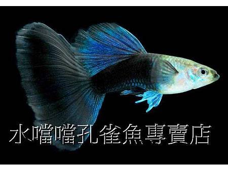 水噹噹孔雀魚001