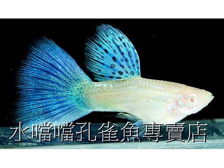 水噹噹孔雀魚001