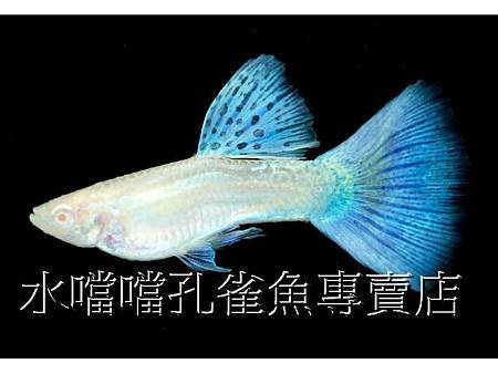 水噹噹孔雀魚002