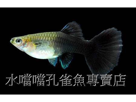 水噹噹孔雀魚007