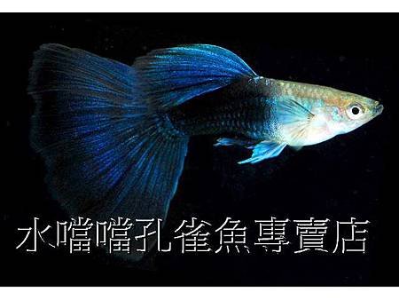 水噹噹孔雀魚003