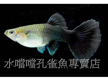 水噹噹孔雀魚006