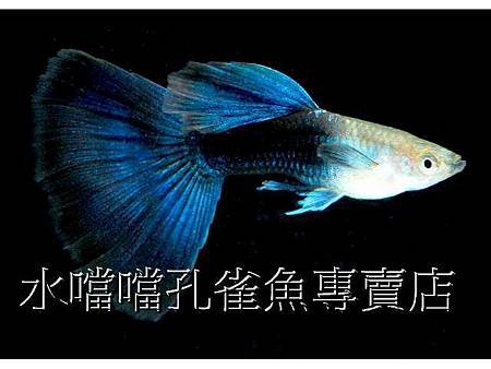 水噹噹孔雀魚005