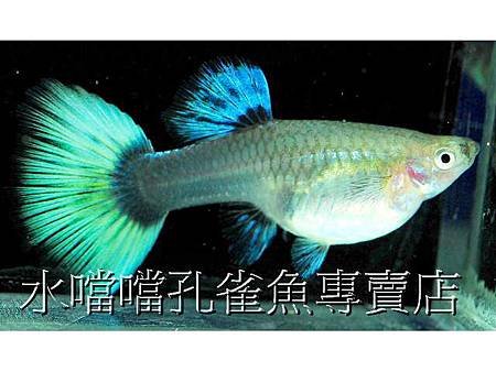 水噹噹孔雀魚005