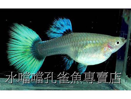 水噹噹孔雀魚004