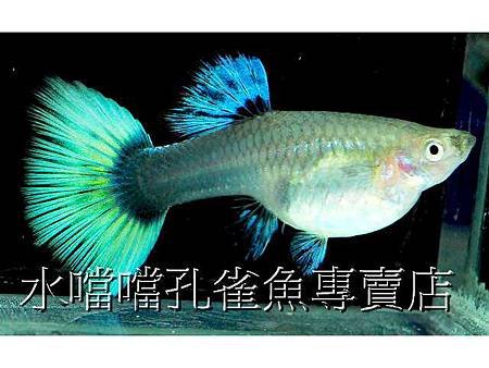 水噹噹孔雀魚006