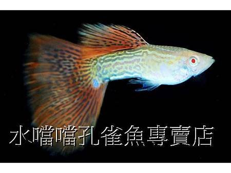 水噹噹孔雀魚006