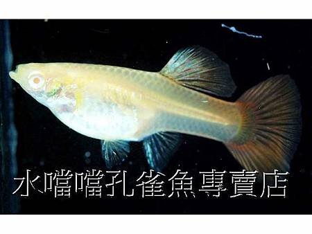 水噹噹孔雀魚007