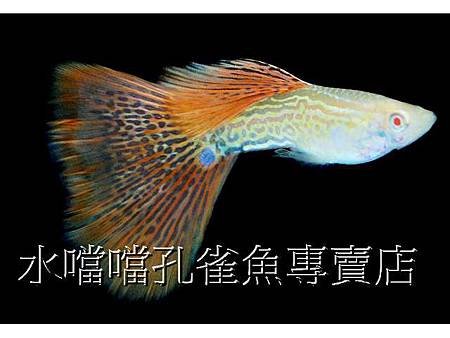 水噹噹孔雀魚004