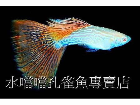 水噹噹孔雀魚003