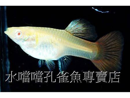 水噹噹孔雀魚008