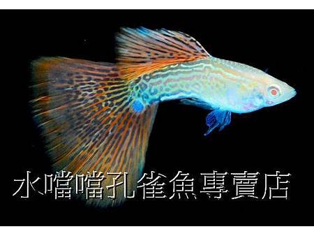 水噹噹孔雀魚001