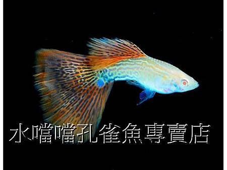 水噹噹孔雀魚002