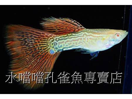 水噹噹孔雀魚005