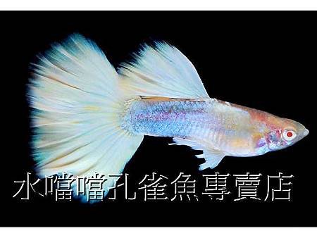 水噹噹孔雀魚005