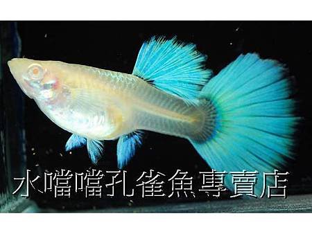 水噹噹孔雀魚007