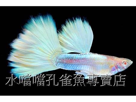 水噹噹孔雀魚002