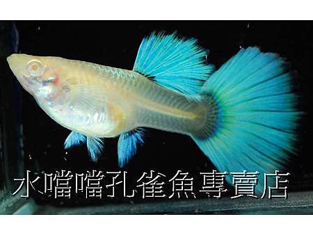 水噹噹孔雀魚006