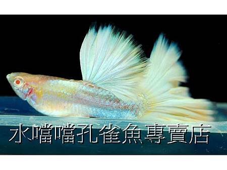 水噹噹孔雀魚001