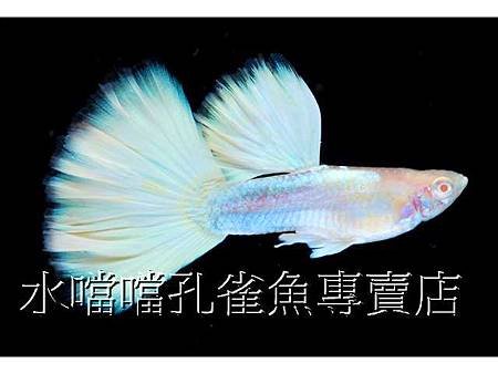 水噹噹孔雀魚004