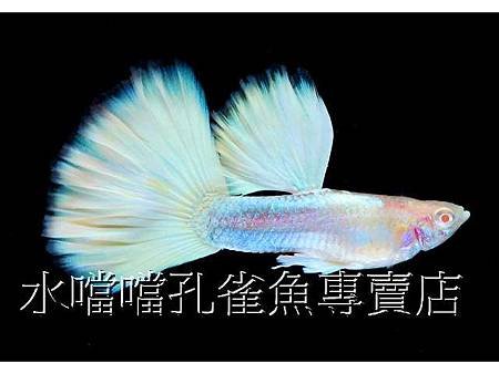 水噹噹孔雀魚003