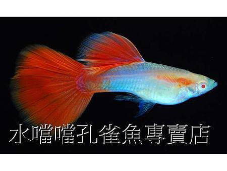 水噹噹孔雀魚004