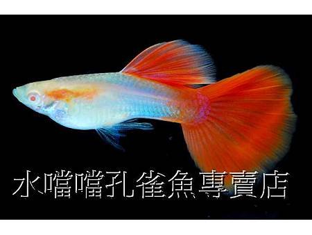 水噹噹孔雀魚001