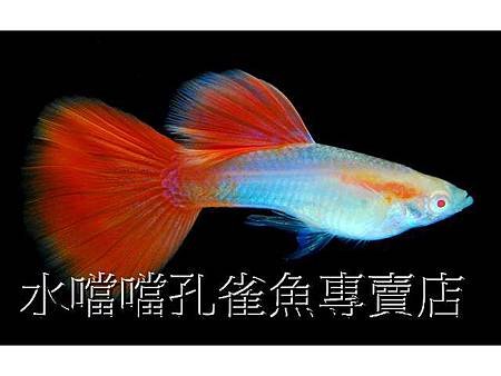 水噹噹孔雀魚003