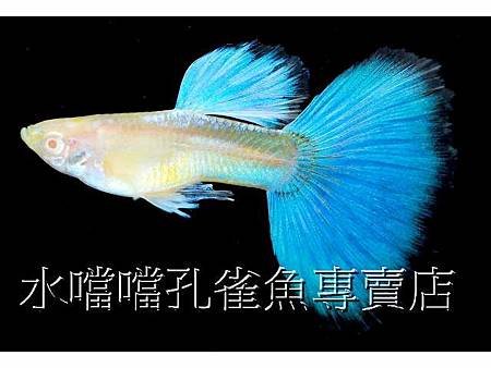 水噹噹孔雀魚005