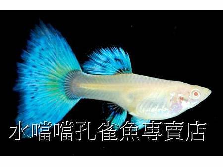 水噹噹孔雀魚006