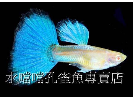 水噹噹孔雀魚001