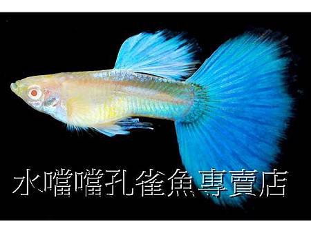 水噹噹孔雀魚003