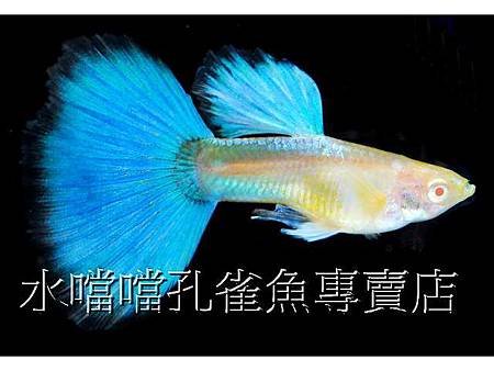 水噹噹孔雀魚002