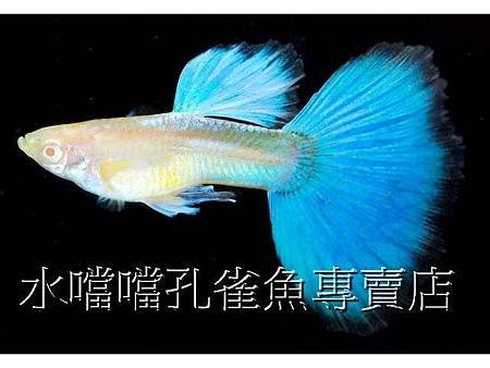 水噹噹孔雀魚004