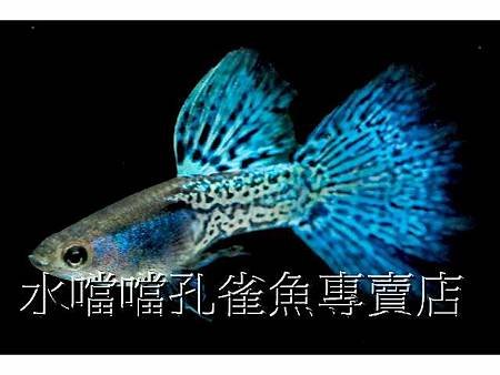 水噹噹孔雀魚001